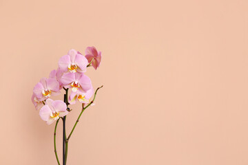 Beautiful orchid flowers on color background