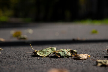 fallen leaves on the road