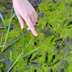 Hunter tracker shows with his hand at the footprints of ducks, close up