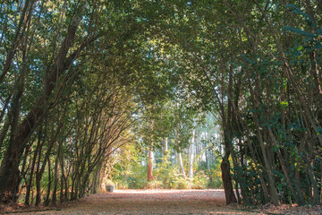 View of natural arch of the trees in a park
