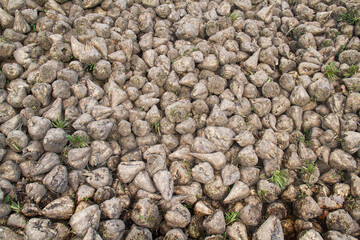 Heap of Sugar beet in autumn after harvest under blue sky with clouds