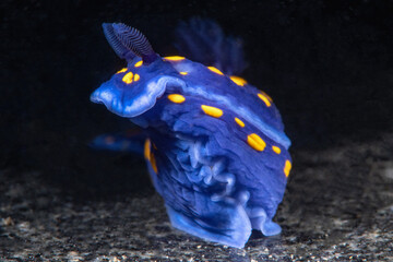 Felimare californiensis on a Palos Verdes reef © Phil Garner