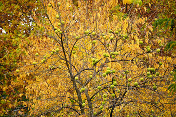 Maclura pomifera treetop autumn season