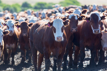 Group of cows in intensive livestock farm land, Uruguay