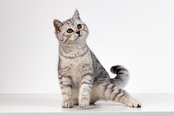 Plakat Portrait of Scottish straight kitten on white background