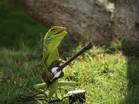 Close-up Of Lizard Playing Guitar On Land