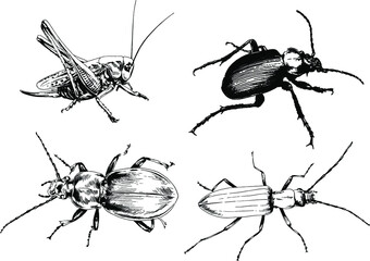 vector drawings sketches different insects bugs Scorpions spiders drawn in ink by hand , objects with no background	