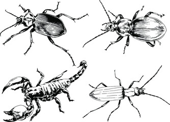 vector drawings sketches different insects bugs Scorpions spiders drawn in ink by hand , objects with no background	