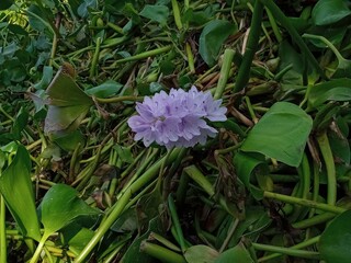 Nice Purple flower water hyacinth