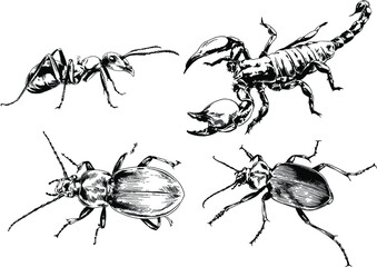 vector drawings sketches different insects bugs Scorpions spiders drawn in ink by hand , objects with no background