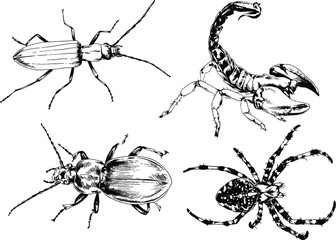 vector drawings sketches different insects bugs Scorpions spiders drawn in ink by hand , objects with no background