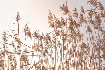 Pampas grass against the sky, abstract natural background of soft Cortaderia selloana plants moving in the wind. in light pastel colors
