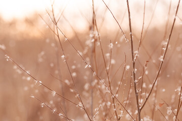  thin branches of a shrub, swaying in the wind against the sky, abstract natural background, made in light pastel colors.