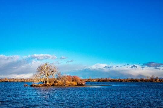 Island in a Shallow Reservoir With Reeds and a Cottonwood Tree That Provides Shelter for a Rookery 