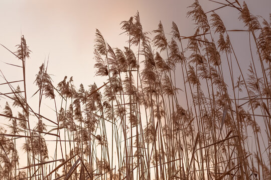 Pampas grass against the sky, abstract natural background of soft Cortaderia selloana plants moving in the wind. in light pastel colors