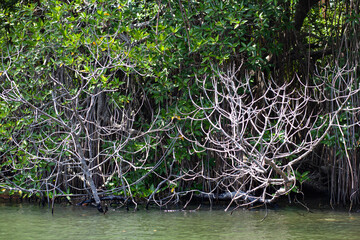 Dried branches of trees hang over the water in the rainforest.