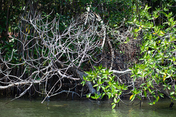 Dried branches of trees hang over the water in the rainforest.