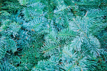 Background of blue branches of a natural Christmas tree. Tinsel decorations for new year and christmas, copy space