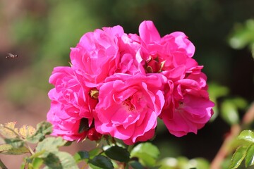 Blüten einer rosa Rose