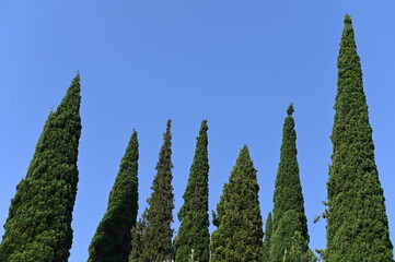 Zypressen vor blauen Himmel
