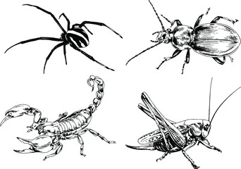 vector drawings sketches different insects bugs Scorpions spiders drawn in ink by hand , objects with no background