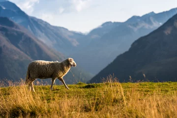 Badkamer foto achterwand One sheep follows its flock and climbs up a pasture in the italian alps in the town Livigno. © Soňa Kabátová