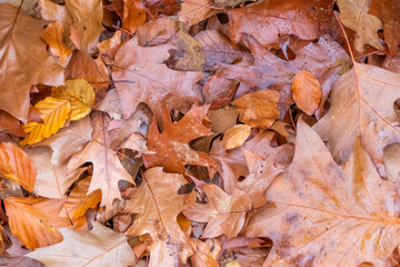 Colorful leaves in autumn and fall shine bright in the backlight and show their leaf veins in the sunlight with orange, red and yellow colors as beautiful side of nature in the cold season