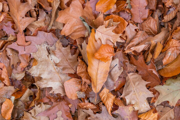 Colorful leaves in autumn and fall shine bright in the backlight and show their leaf veins in the sunlight with orange, red and yellow colors as beautiful side of nature in the cold season