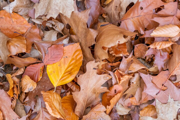 Colorful leaves in autumn and fall shine bright in the backlight and show their leaf veins in the sunlight with orange, red and yellow colors as beautiful side of nature in the cold season