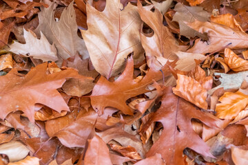 Colorful leaves in autumn and fall shine bright in the backlight and show their leaf veins in the sunlight with orange, red and yellow colors as beautiful side of nature in the cold season