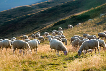A flock of sheep grazes at sunset on the slopes of a bike park in Livigno, Italy.