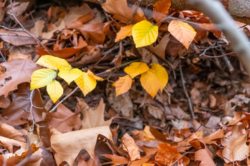 Colorful leaves in autumn and fall shine bright in the backlight and show their leaf veins in the sunlight with orange, red and yellow colors as beautiful side of nature in the cold season