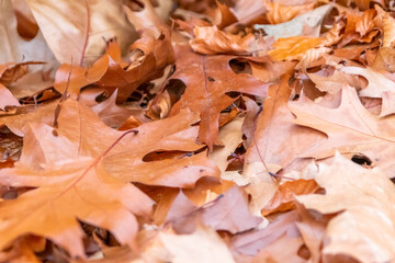 Colorful leaves in autumn and fall shine bright in the backlight and show their leaf veins in the sunlight with orange, red and yellow colors as beautiful side of nature in the cold season