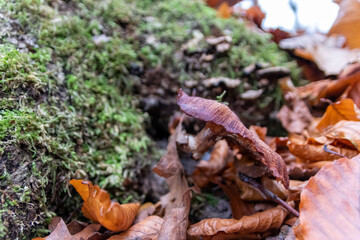 Big mushrooms in a forest found on mushrooming tour in autumn with brown foliage in backlight on the ground in mushroom season as delicious but possibly poisonous and dangerous forest fruit picking