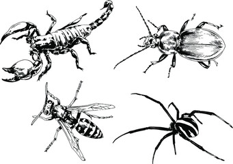 vector drawings sketches different insects bugs Scorpions spiders drawn in ink by hand , objects with no background