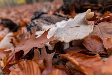 Big mushrooms in a forest found on mushrooming tour in autumn with brown foliage in backlight on the ground in mushroom season as delicious but possibly poisonous and dangerous forest fruit picking