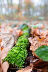 Colorful leaves in autumn and fall on a mossy branch and show their leaf veins in the sunlight with orange, red and yellow colors as beautiful side of nature in the cold season