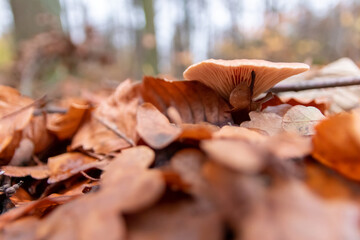 Big mushrooms in a forest found on mushrooming tour in autumn with brown foliage in backlight on the ground in mushroom season as delicious but possibly poisonous and dangerous forest fruit picking