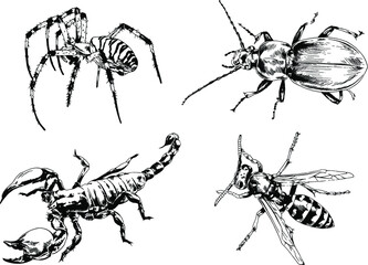 vector drawings sketches different insects bugs Scorpions spiders drawn in ink by hand , objects with no background