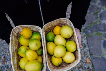 young man holding two baskets of fresh lemons just picked from the tree