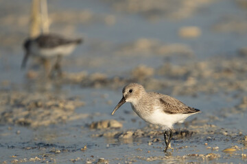 Little Stint on the northern coast of Qatar
