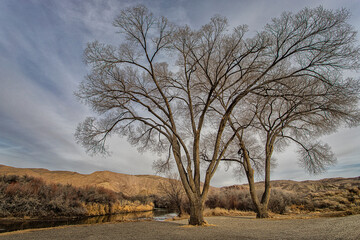 Obraz premium Two Cottonwood Trees on a River Bank in Winter