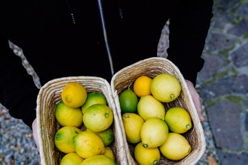 young man holding two baskets of fresh lemons just picked from the tree