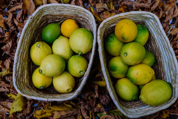 detail of two baskets of freshly picked lemons