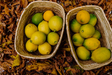 detail of two baskets of freshly picked lemons