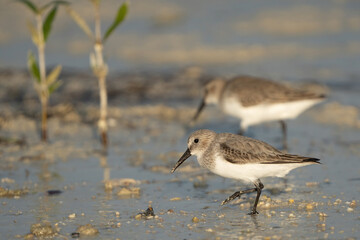 Little Stint on the northern coast of Qatar
