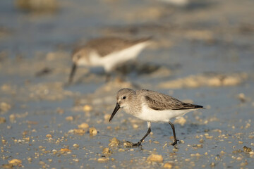 Little Stint on the northern coast of Qatar
