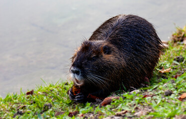 nutria on the grass