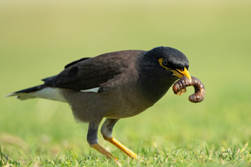 The common myna or Indian myna in Qatar