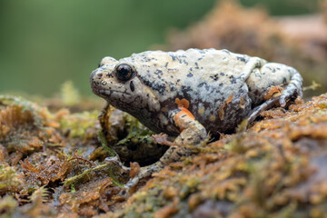 The smooth-fingered narrow-mouthed frog ( kaloula baleata ) in the moss